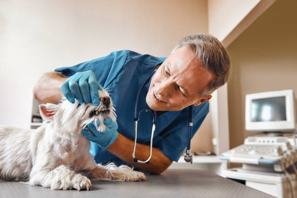 Best Emergency Dental Care for Broken or Chipped Teeth in Durand, MI